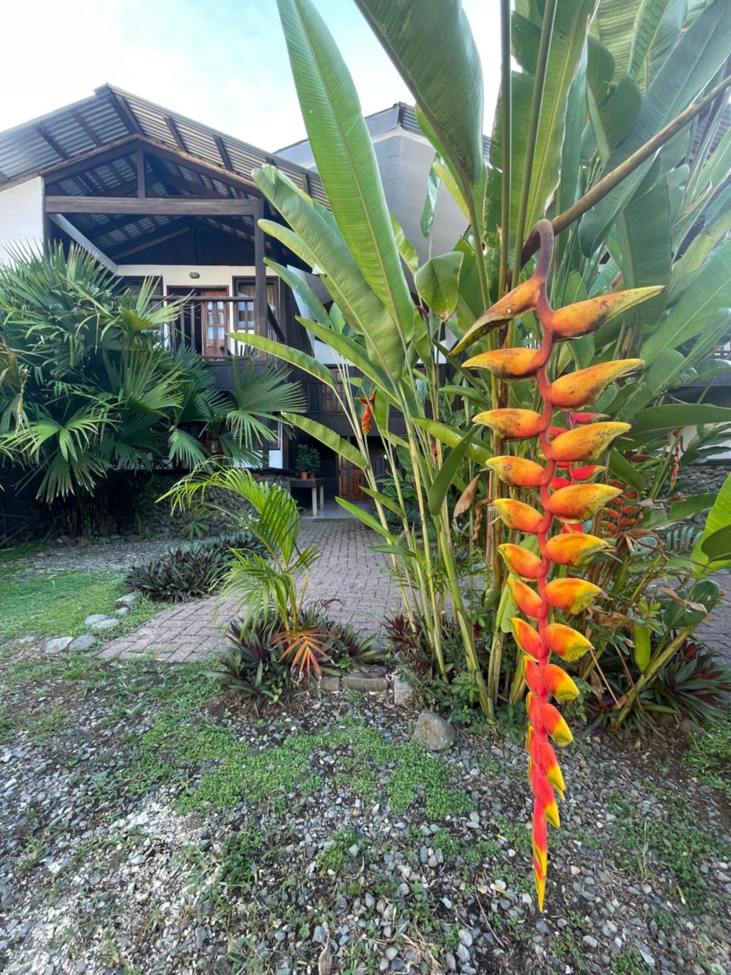 Perla Negra Beachfront Puerto Viejo de Talamanca Zewnętrze zdjęcie